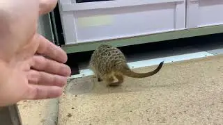 Сонный сурикат не хочет гладиться