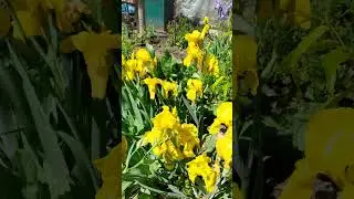 Мои любимые цветы.