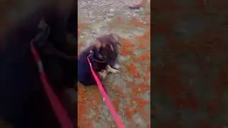 #@German Shepherd( dog👑👿op 🥰 cute)#@ Ek Bar yah video Dekhen