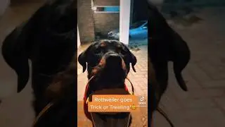 Would YOU answer the door to this Trick or Treater?! 😱 #halloween2023 #halloweendog #trickortreat