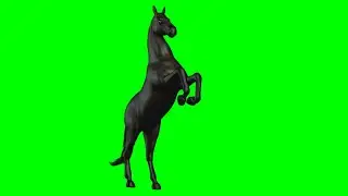 🐴 HORSE 🐴  Frame MOTION💯| 