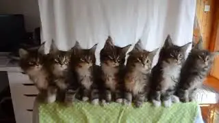 Котята синхронисты