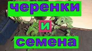 Объявление. Черенки и семена.