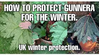 How to protect a Gunnera for the winter