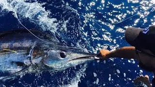 Incredible Marlin fishing adventure