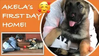 Picking Up Akela / First Day With The JAN Family