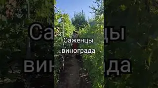 Моя школка WhatsApp+79885453295