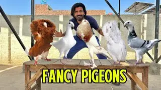 Konsa Mehnga Kabutar Choose Kiya? 🤔 