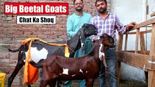 Big Beetal Goats With Kids | Chat Ka Shoq Lahore 2024 | Bakra Mandi