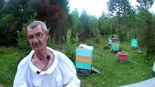 Как подсадить ценную пчеломатку