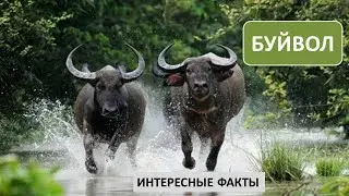 БУЙВОЛ🐃/Копытные/Животные/Интересные факты