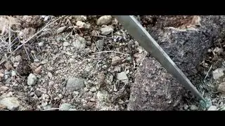 Kitre Geven otu Balı