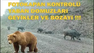 FOTOKAPAN KONTROLÜ ! ! YABAN DOMUZLARI, GEYİKLER VE BOZAYI / CAMERA TRAP CONTROL ! !