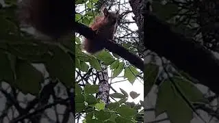 Молодая белка в парке