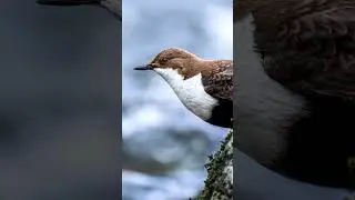 The White-throated Dipper  #wildlife #photography #birdphotography #om1 #omsystem
