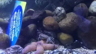 crab dances and drums to the beat