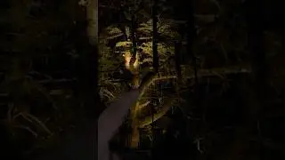 My friends accidentally recorded a ghost on camera sitting on tree
