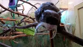 Fricknadorable @ Elmwood Park Zoo - Mrs. Robinson (Simon & Garfunkel)