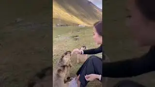 хомяки | кормят боров | бобры | суслик | Корея |  животные | природа | national geographic