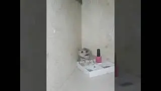 Выгуливаю хомячка. Ржака😂😂😂😂😂😂