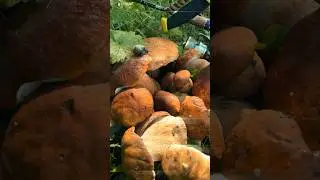 Двойная удача: Белые грибы на рыбалке