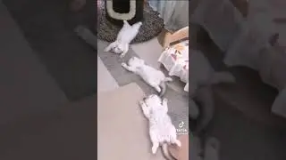 #мем