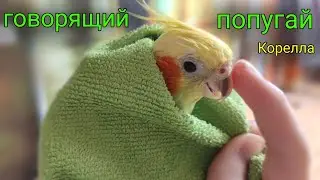 Говорящий попугай Корелла! Гучи говорит!
