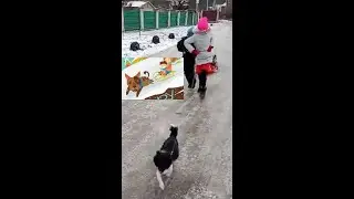 Собака тянет санки. Что делать, если собака тянет поводок. Приколы с собаками. Дрессировка. 
