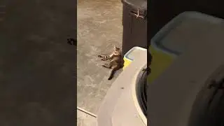 Wild Kitty