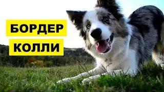 Бордер колли плюсы и минусы породы | Собаководство | Порода Бордер-колли