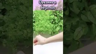 В чем разница между орегано и базиликом? 