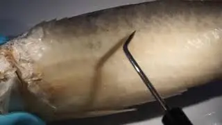 Lateral-line scale count in Mulloidichthys flavolineatus of the Red Sea
