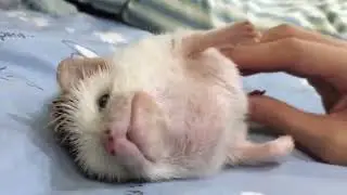 Ёжику чешут пузико