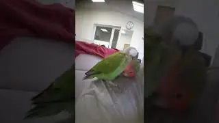 Нежности