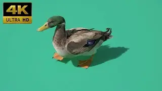 017 - Green Screen | Chroma Key | Animal 4K | Duck