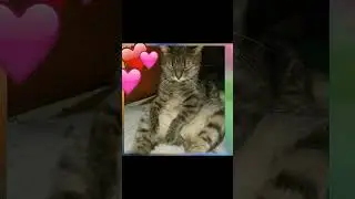 Good night Cat family 💞
