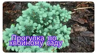 Прогулка по хвойному саду. 9.05.2023г