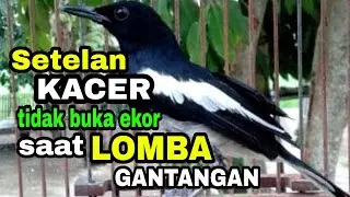 Setelan Kacer tidak Buka Ekor saat Lomba Gantangan JOSS!!