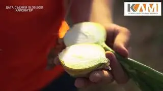 Лук репчатый Хайсингер. Новинка от Бейо Заден!