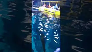 #coupledate❤❤@dubaiaquarium