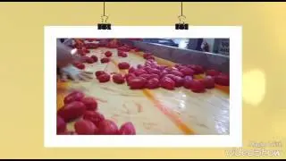 I pomodori pelati..ecco il vero made in italy 🤗 No al concentrato cinese , si all'italiano vero 😍