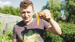 Пробуем на вкус острый перец Амбой F1 от Бейо Заден