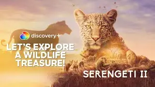 Discover the Fascinating African Wildlife in Serengeti National Park | Serengeti 2| Discovery Plus