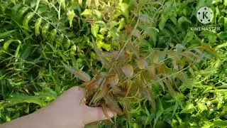 FORAGING VEGETABLES || Diana's Diary🥰 #kampunglife #sabahanyoutuber #sayurkampung