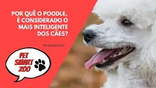 Poodle, o mais inteligente dos Pets  #shorts