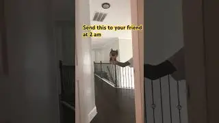 Send it! #memes #shorts