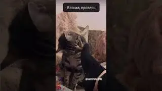 Мой пьяный кот 😂