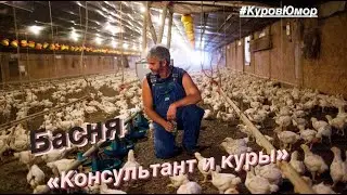 Консультант и куры | КуровЮмор