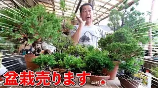 昼間さんの木を買うチャンスです【盆栽Q】