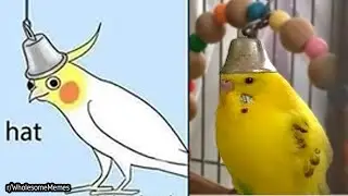 r/WholesomeMemes | Birb got hat